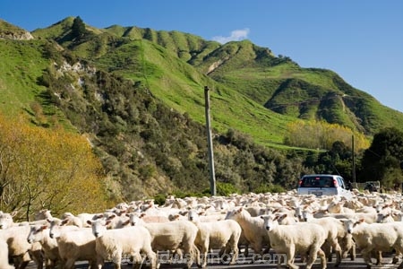 agricultural;agriculture;autuminal;autumn;autumn-colour;autumn-colours;autumnal;car;cars;color;colors;colour;colours;concrete-truck;country;countryside;deciduous;driving;ewes;fall;farm;farming;farmland;farms;field;fields;flock;flocks;hazard;hazards;highway;highways;Kakatahi;leaf;leaves;Mangawhero-Valley;meadow;meadows;mob;mobs;muster;mustered;mustering;N.I.;N.Z.;New-Zealand;NI;North-Island;NZ;open-road;open-roads;paddock;paddocks;pasture;pastures;road;road-block;road-blocks;road-trip;roads;rural;season;seasonal;seasons;sheep;transport;transportation;travel;traveling;travelling;tree;trees;trip;Wanganui;Wanganui-Region;wool