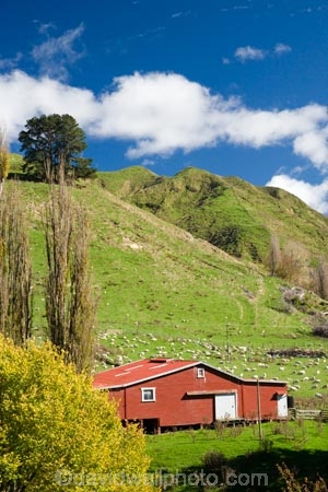 agricultural;agriculture;autuminal;autumn;autumn-colour;autumn-colours;autumnal;color;colors;colour;colours;country;countryside;deciduous;ewes;fall;farm;Farm-Building;Farm-Buildings;Farm-Shed;Farm-Sheds;farming;farmland;farms;field;fields;leaf;leaves;Mangawhero-River;meadow;meadows;N.I.;N.Z.;New-Zealand;NI;North-Island;NZ;paddock;paddocks;pasture;pastures;poplar;poplar-tree;poplar-trees;poplars;rural;season;seasonal;seasons;Shearing-Shed;Shearing-Sheds;sheep;Sheep-Shed;Sheep-Sheds;State-Highway-4;tree;trees;Wanganui;Wanganui-_-Raetihi-Road;Wanganui-Region;Wool-Shed;Wool-Sheds