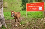 Foal;foals;Forgotten-World-Highway;horse;horses;N.I.;N.Z.;New-Zealand;NI;North-Island;NZ;Republic-of-Whangamomona;Taranaki;The-Forgotten-World-Highway;The-Republic-of-Whangamomona;Whangamomona