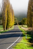 agricultural;agriculture;autuminal;autumn;autumn-colour;autumn-colours;autumnal;cloud;clouds;cloudy;color;colors;colour;colours;country;countryside;deciduous;driving;fall;farm;farming;farmland;farms;field;fields;fog;foggy;fogs;highway;highways;leaf;leaves;meadow;meadows;mist;mists;misty;N.I.;N.Z.;New-Zealand;NI;North-Island;NZ;open-road;open-roads;paddock;paddocks;pasture;pastures;poplar;poplar-tree;poplar-trees;poplars;road;road-trip;roads;rural;season;seasonal;seasons;State-Highway-4;State-highway-Four;transport;transportation;travel;traveling;travelling;tree;trees;trip;Wanganui;Wanganui-_-Raetihi-Road;Wanganui-Region