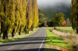 agricultural;agriculture;autuminal;autumn;autumn-colour;autumn-colours;autumnal;cloud;clouds;cloudy;color;colors;colour;colours;country;countryside;deciduous;driving;fall;farm;farming;farmland;farms;field;fields;fog;foggy;fogs;highway;highways;leaf;leaves;meadow;meadows;mist;mists;misty;N.I.;N.Z.;New-Zealand;NI;North-Island;NZ;open-road;open-roads;paddock;paddocks;pasture;pastures;poplar;poplar-tree;poplar-trees;poplars;road;road-trip;roads;rural;season;seasonal;seasons;State-Highway-4;State-highway-Four;transport;transportation;travel;traveling;travelling;tree;trees;trip;Wanganui;Wanganui-_-Raetihi-Road;Wanganui-Region