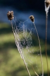 close_up;Dew;dew-;dew-s;moisture;N.I.;N.Z.;nature;New-Zealand;NI;North-Island;NZ;spider-web;spider-webs;Wanganui;Wanganui-Region;web;webs