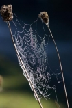 close_up;Dew;dew-;dew-s;moisture;N.I.;N.Z.;nature;New-Zealand;NI;North-Island;NZ;spider-web;spider-webs;Wanganui;Wanganui-Region;web;webs