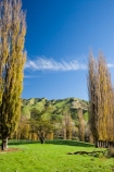 agricultural;agriculture;autuminal;autumn;autumn-colour;autumn-colours;autumnal;color;colors;colour;colours;country;countryside;deciduous;fall;farm;farming;farmland;farms;field;fields;Kakatahi;leaf;leaves;Mangawhero-Valley;meadow;meadows;N.I.;N.Z.;New-Zealand;NI;North-Island;NZ;paddock;paddocks;pasture;pastures;poplar;poplar-tree;poplar-trees;poplars;rural;season;seasonal;seasons;tree;trees;Wanganui;Wanganui-Region