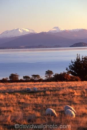 agriculture;countryside;dusk;farm;farming;farmland;farms;field;fields;grass;grassland;grazing;lamb;land;meadow;meadows;mountain;mountains;mutton;paddock;paddocks;pastoral;pasture;rural;snow;volcanic;volcano;volcanoes;winter;wool