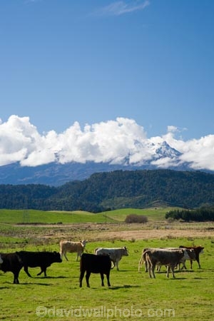 agricultural;agriculture;cattle;Central-Plateau;country;countryside;cow;cows;crop;crops;farm;farming;farmland;farms;field;fields;horticulture;meadow;meadows;Mount-Ruapehu;Mountain;mountainous;mountains;mt;Mt-Ruapehu;mt.;Mt.-Ruapehu;N.I.;N.Z.;New-Zealand;NI;North-Island;NZ;paddock;paddocks;pasture;pastures;Raetihi;Ruapehu-Region;rural;Tongariro-N.P.;Tongariro-National-Park;Tongariro-NP;volcanic;volcano;volcanoes;World-Heritage-Area;World-Heritage-Areas;World-Heritage-Site;World-Heritage-Sites