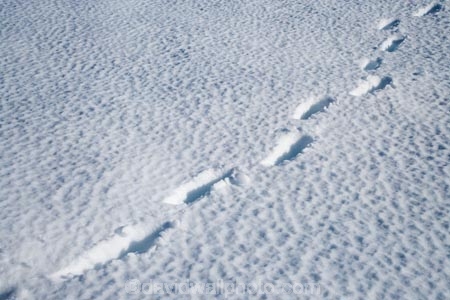 alpine;central-plateau;cold;foot-print;foot-prints;foot-step;foot-steps;foot-trail;foot-trails;footprint;footprints;footstep;footsteps;freeze;freezing;hole;holes;Mount-Ruapehu;Mountain;mountainous;mountains;mt;Mt-Ruapehu;mt.;Mt.-Ruapehu;N.I.;N.Z.;New-Zealand;NI;North-Island;NZ;ruapehu-district;Scoria-Flat;Scoria-Flats;season;seasonal;seasons;snow;snowing;snowy;Tongariro-N.P.;Tongariro-National-Park;Tongariro-NP;track;tracks;trail;trails;volcanic;volcanic-plateau;volcano;volcanoes;white;winter;wintery;World-Heritage-Area;World-Heritage-Areas;World-Heritage-Site;World-Heritage-Sites