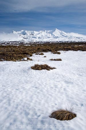 alpine;central-plateau;cold;desert;Desert-Raod;deserts;freeze;freezing;Mount-Ruapehu;Mountain;mountainous;mountains;mt;Mt-Ruapehu;mt.;Mt.-Ruapehu;N.I.;N.Z.;New-Zealand;NI;North-Island;NZ;Rangipo-Desert;ruapehu-district;season;seasonal;seasons;snow;snowing;snowy;Tongariro-N.P.;Tongariro-National-Park;Tongariro-NP;Turkino-Road;tussock;tussocks;volcanic;volcanic-plateau;volcano;volcanoes;white;winter;wintery;World-Heritage-Area;World-Heritage-Areas;World-Heritage-Site;World-Heritage-Sites
