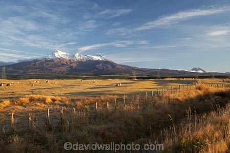 agricultural;agriculture;alpine;central-plateau;country;countryside;farm;farming;farmland;farms;field;fields;meadow;meadows;Mount-Ruapehu;Mountain;mountainous;mountains;mt;Mt-Ruapehu;mt.;Mt.-Ruapehu;N.I.;N.Z.;New-Zealand;NI;North-Island;NZ;paddock;paddocks;pasture;pastures;ruapehu-district;rural;sheep;snow;Tongariro-N.P.;Tongariro-National-Park;Tongariro-NP;volcanic;volcanic-plateau;volcano;volcanoes;World-Heritage-Area;World-Heritage-Areas;World-Heritage-Site;World-Heritage-Sites