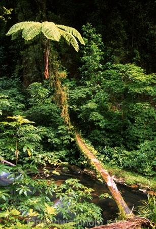 bridges;fern;ferns;flora;forest;forestry;forests;green;hike;hiking;lush;native-bush;natural;nature;outdoor;outdoors;track;tracks;undergrowth;walk;walking