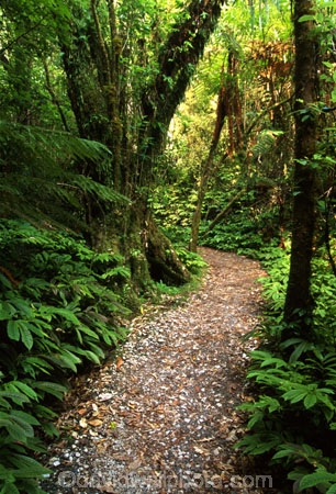 fern;ferns;flora;forest;forestry;forests;green;hike;hiking;lush;native-bush;outdoor;outdoors;track;tracks;undergrowth;walk;walking