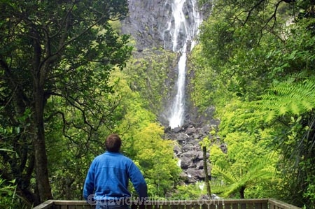 beautiful;beauty;blow;blowing;brook;brooks;bush;cascade;cascades;creek;creeks;doc;endemic;falls;fern;ferns;forest;forests;green;gust;gusty;hike;hiker;hikers;hiking;hiking-track;hiking-tracks;Kaimai-Ranges;lush;Matamata;moss;native;native-bush;native-forest;natives;natural;nature;New-Zealand;north-is.;north-island;northland;rain-forest;rain-forests;rain_forest;rain_forests;rainforest;rainforests;rapid;rapids;river;rivers;scene;scenic;stream;streams;strong-wind;timber;tourism;tourist;tourists;tracks;tramp;tramper;trampers;tramping;tree;trees;trek;treker;trekers;treking;trekker;trekkers;trekking;verdant;Waikato;Wairere-Falls;Wairere-Falls-Scenic-Reserve;wairere-stream;walk;walker;walkers;walking;walking-track;walking-tracks;water;water-fall;water-falls;waterfall;waterfalls;wet;wind;windy;wood;woods
