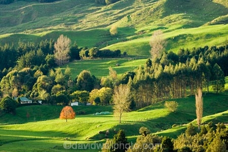 agricultural;agriculture;autuminal;autumn;autumn-colour;autumn-colours;autumnal;color;colors;colour;colours;country;countryside;deciduous;fall;farm;farming;farmland;farms;field;fields;green;King-Country;leaf;leaves;Mapara-Stream;meadow;meadows;N.I.;N.Z.;New-Zealand;NI;North-Island;NZ;paddock;paddocks;pasture;pastures;rural;season;seasonal;seasons;Te-Kuiti;tree;trees;Waikato-Region