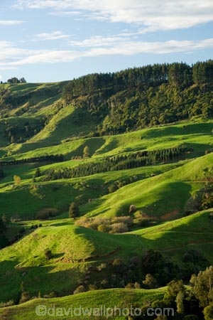 agricultural;agriculture;country;countryside;farm;farming;farmland;farms;field;fields;green;King-Country;Mapara-Stream;meadow;meadows;N.I.;N.Z.;New-Zealand;NI;North-Island;NZ;paddock;paddocks;pasture;pastures;rural;Te-Kuiti;Waikato-Region