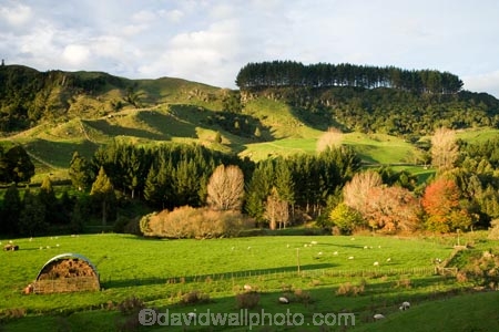 agricultural;agriculture;autuminal;autumn;autumn-colour;autumn-colours;autumnal;color;colors;colour;colours;country;countryside;deciduous;fall;farm;farming;farmland;farms;field;fields;green;hay;hay-barn;hay-barns;hay-shed;hay-sheds;hay-stack;hay-stacks;haystack;haystacks;King-Country;leaf;leaves;Mapara-Stream;meadow;meadows;N.I.;N.Z.;New-Zealand;NI;North-Island;NZ;paddock;paddocks;pasture;pastures;rural;season;seasonal;seasons;sheep;Te-Kuiti;tree;trees;Waikato-Region