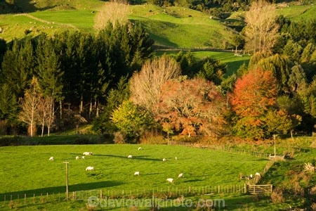 agricultural;agriculture;autuminal;autumn;autumn-colour;autumn-colours;autumnal;color;colors;colour;colours;country;countryside;deciduous;fall;farm;farming;farmland;farms;field;fields;green;King-Country;leaf;leaves;Mapara-Stream;meadow;meadows;N.I.;N.Z.;New-Zealand;NI;North-Island;NZ;paddock;paddocks;pasture;pastures;rural;season;seasonal;seasons;sheep;Te-Kuiti;tree;trees;Waikato-Region