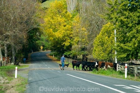 autuminal;autumn;Autumn-Colour;autumn-colours;autumnal;bend;bends;cattle;centre-line;centre-lines;centre_line;centre_lines;centreline;centrelines;color;colors;colour;colours;corner;corners;cows;deciduous;driving;fall;Farmer;farmers;King-Country;leaf;leaves;N.I.;N.Z.;New-Zealand;NI;North-Island;NZ;open-road;open-roads;road;road-trip;roads;season;seasonal;seasons;transport;transportation;travel;traveling;travelling;tree;trees;trip