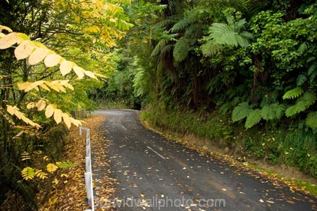 autuminal;autumn;autumn-colour;autumn-colours;autumnal;bend;bends;color;colors;colour;colours;corner;corners;deciduous;driving;fall;King-Country;leaf;leaves;Mokauiti;N.I.;N.Z.;New-Zealand;NI;North-Island;NZ;open-road;open-roads;Ramaroa-Road;road;road-trip;roads;season;seasonal;seasons;transport;transportation;travel;traveling;travelling;tree;trees;trip