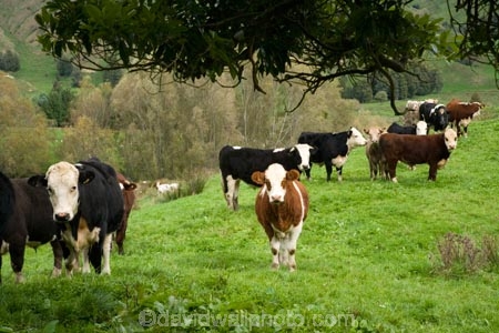 cattle;cow;cows;King-Country;N.I.;N.Z.;New-Zealand;NI;North-Island;NZ