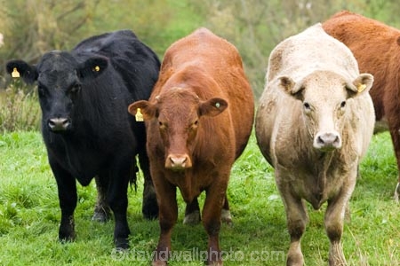 agricultural;agriculture;cattle;country;countryside;cow;cows;farm;farming;farmland;farms;field;fields;King-Country;meadow;meadows;N.I.;N.Z.;New-Zealand;NI;North-Island;NZ;paddock;paddocks;pasture;pastures;rural