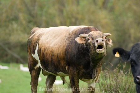 agricultural;agriculture;angry-bull;bull;bulls;cattle;country;countryside;cow;cows;danger;dangerous;farm;farming;farmland;farms;field;fields;King-Country;male;meadow;meadows;N.I.;N.Z.;New-Zealand;NI;North-Island;NZ;paddock;paddocks;pasture;pastures;rural