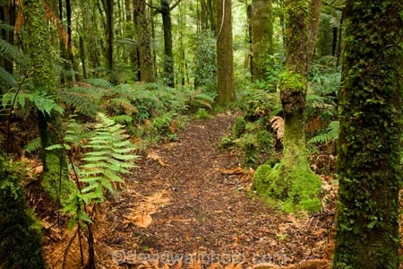 beautiful;beauty;bush;cyathea;endemic;fern;ferns;forest;forests;Forgotten-World-Highway;frond;fronds;green;King-Country;N.I.;N.Z.;native;native-bush;natives;natural;nature;New-Zealand;NI;North-Island;NZ;ponga;pongas;punga;pungas;scene;scenic;Taumarunui;Te-Maire-Reserve;timber;tree;tree-fern;tree-ferns;tree-trunk;tree-trunks;trees;trunk;trunks;Whanganui-National-Park;wood;woods