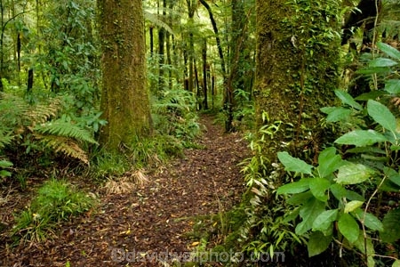 beautiful;beauty;bush;cyathea;endemic;fern;ferns;forest;forests;Forgotten-World-Highway;frond;fronds;green;King-Country;N.I.;N.Z.;native;native-bush;natives;natural;nature;New-Zealand;NI;North-Island;NZ;ponga;pongas;punga;pungas;scene;scenic;Taumarunui;Te-Maire-Reserve;timber;tree;tree-fern;tree-ferns;tree-trunk;tree-trunks;trees;trunk;trunks;Whanganui-National-Park;wood;woods
