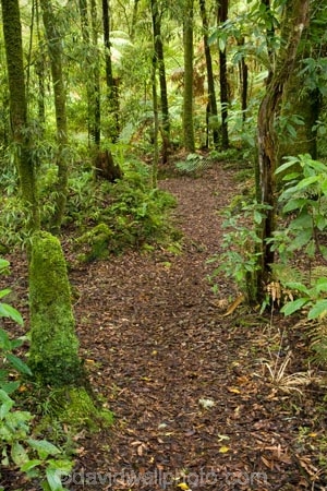 beautiful;beauty;bush;cyathea;endemic;fern;ferns;forest;forests;Forgotten-World-Highway;frond;fronds;green;King-Country;N.I.;N.Z.;native;native-bush;natives;natural;nature;New-Zealand;NI;North-Island;NZ;ponga;pongas;punga;pungas;scene;scenic;Taumarunui;Te-Maire-Reserve;timber;tree;tree-fern;tree-ferns;tree-trunk;tree-trunks;trees;trunk;trunks;Whanganui-National-Park;wood;woods