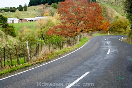 agricultural;agriculture;autumn;autumn-colour;autumn-colours;autumnal;bend;bends;color;colors;colour;colours;corner;corners;country;countryside;deciduous;driving;fall;farm;farming;farmland;farms;field;fields;Forgotten-World-Highway;King-Country;leaf;leaves;meadow;meadows;N.I.;N.Z.;New-Zealand;NI;North-Island;NZ;open-road;open-roads;paddock;paddocks;pasture;pastures;road;road-trip;roads;rural;season;seasonal;seasons;Taumarunui-_-Stratford;transport;transportation;travel;traveling;travelling;tree;trees;trip