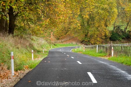 autuminal;autumn;autumn-colour;autumn-colours;autumnal;bend;bends;centre-line;centre-lines;centre_line;centre_lines;centreline;centrelines;color;colors;colour;colours;corner;corners;deciduous;driving;fall;Forgotten-World-Highway;King-Country;leaf;leaves;N.I.;N.Z.;New-Zealand;NI;North-Island;NZ;open-road;open-roads;road;road-trip;roads;season;seasonal;seasons;Tokirima;transport;transportation;travel;traveling;travelling;tree;trees;trip