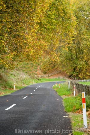 autuminal;autumn;autumn-colour;autumn-colours;autumnal;bend;bends;centre-line;centre-lines;centre_line;centre_lines;centreline;centrelines;color;colors;colour;colours;corner;corners;deciduous;driving;fall;Forgotten-World-Highway;King-Country;leaf;leaves;N.I.;N.Z.;New-Zealand;NI;North-Island;NZ;open-road;open-roads;road;road-trip;roads;season;seasonal;seasons;Tokirima;transport;transportation;travel;traveling;travelling;tree;trees;trip
