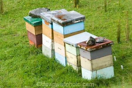 agricultural;agriculture;bee-hive;bee-hives;beehives;bees;country;countryside;farm;farming;farmland;farms;field;fields;honey;horticulture;King-Country;meadow;meadows;N.I.;N.Z.;New-Zealand;NI;North-Island;NZ;paddock;paddocks;Paparata-Saddle;pasture;pastures;pollinating;pollination;rural