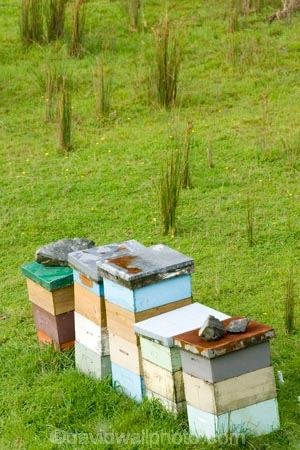 agricultural;agriculture;bee-hive;bee-hives;beehives;bees;country;countryside;farm;farming;farmland;farms;field;fields;honey;horticulture;King-Country;meadow;meadows;N.I.;N.Z.;New-Zealand;NI;North-Island;NZ;paddock;paddocks;Paparata-Saddle;pasture;pastures;pollinating;pollination;rural