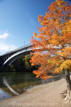 autuminal;autumn;autumn-colour;autumn-colours;autumnal;bridge;bridges;color;colors;colour;colours;deciduous;fall;Hamilton;leaf;leaves;N.I.;N.Z.;New-Zealand;NI;North-Island;NZ;orange;river;rivers;season;seasonal;seasons;tree;trees;Victoria-Bridge;Waikato;Waikato-River