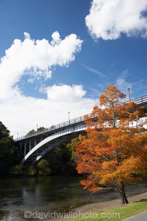 autuminal;autumn;autumn-colour;autumn-colours;autumnal;bridge;bridges;color;colors;colour;colours;deciduous;fall;Hamilton;leaf;leaves;N.I.;N.Z.;New-Zealand;NI;North-Island;NZ;orange;river;rivers;season;seasonal;seasons;tree;trees;Victoria-Bridge;Waikato;Waikato-River