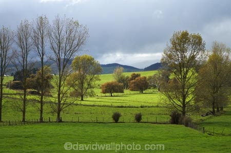 agricultural;agriculture;country;countryside;farm;farming;Farmland;farms;field;fields;Huntly;Lake-Waikare;meadow;meadows;N.I.;N.Z.;New-Zealand;NI;North-Island;NZ;paddock;paddocks;pasture;pastures;rural;Waikato