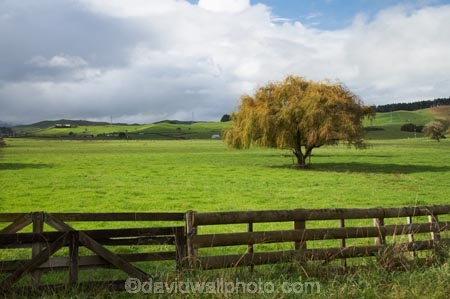 agricultural;agriculture;autuminal;autumn;autumn-colour;autumn-colours;autumnal;color;colors;colour;colours;country;countryside;deciduous;fall;farm;farming;farmland;farms;fence;fence-line;fence-lines;fence_line;fence_lines;fenceline;fencelines;fences;field;fields;gate;gates;gateway;gateways;Huntly;Lake-Waikare;leaf;leaves;meadow;meadows;N.I.;N.Z.;New-Zealand;NI;North-Island;NZ;paddock;paddocks;pasture;pastures;rural;season;seasonal;seasons;tree;trees;Waikato