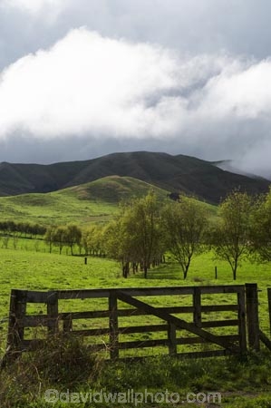 agricultural;agriculture;country;countryside;farm;farming;farmland;farms;fence;fence-line;fence-lines;fence_line;fence_lines;fenceline;fencelines;fences;field;fields;gate;gates;gateway;gateways;meadow;meadows;N.I.;N.Z.;New-Zealand;NI;North-Island;NZ;paddock;paddocks;pasture;pastures;rural;Waikato