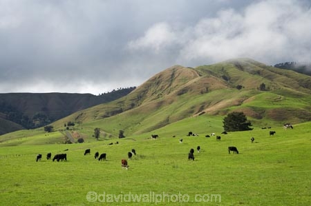 agricultural;agriculture;animal;animals;calves;cattle;country;countryside;cow;cows;farm;farming;farmland;farms;field;fields;grass;grassy;Herbivore;Herbivores;Herbivorous;Livestock;mammal;mammals;meadow;meadows;N.I.;N.Z.;new-zealand;NI;North-Island;NZ;paddock;paddocks;pasture;pastures;rural;Waikato