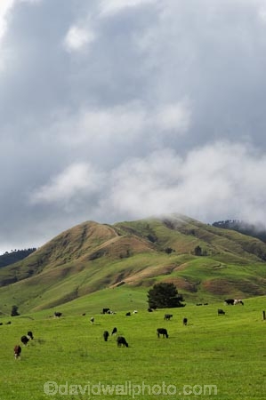 agricultural;agriculture;animal;animals;calves;cattle;country;countryside;cow;cows;farm;farming;farmland;farms;field;fields;grass;grassy;Herbivore;Herbivores;Herbivorous;Livestock;mammal;mammals;meadow;meadows;N.I.;N.Z.;new-zealand;NI;North-Island;NZ;paddock;paddocks;pasture;pastures;rural;Waikato