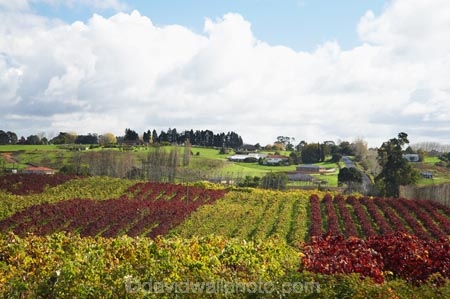agricultural;agriculture;autuminal;autumn;autumn-colour;autumn-colours;autumnal;color;colors;colour;colours;country;countryside;crop;crops;cultivation;deciduous;fall;farm;farming;farmland;farms;field;fields;grape;grapes;grapevine;horticulture;leaf;leaves;N.I.;N.Z.;New-Zealand;NI;North-Island;NZ;Rongopai-Wines;row;rows;rural;season;seasonal;seasons;Te-Kauwhata;vine;vines;Vineyard;vineyards;vintage;Waikato;wine;wineries;winery;wines