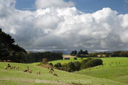 agricultural;agriculture;animal;animals;country;countryside;deer;farm;farming;farmland;farms;field;fields;grass;grassy;Herbivore;Herbivores;Herbivorous;Livestock;mammal;mammals;meadow;meadows;N.I.;N.Z.;new-zealand;NI;North-Island;NZ;paddock;paddocks;pasture;pastures;rural;stock;Te-Kauwhata;Waikato