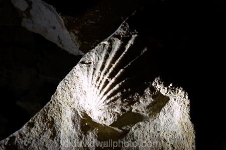 cave;cavern;caverns;caves;caving;fossil;fossilised-shell;fossilised-shells;fossilized-shell;fossilized-shells;fossils;geographic;geographical;geography;geological-feature;geological-features;geological-formation;geological-formations;King-Country;limestone-cave;limestone-caves;N.I.;N.Z.;nature;New-Zealand;NI;North-Island;NZ;potholing;Ruakuri-Cave;Ruakuri-Caves;sea-shell;spelunk;spelunking;tourism;travel;under-ground;under_ground;underground;Waikato;Waitomo;Waitomo-Cave;Waitomo-Caves