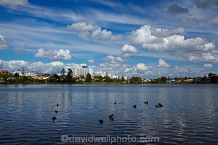 calm;cloud;clouds;duck;ducks;Hamilton-Hospital;Hamilton-Lake;Hamilton-Lake-Domain;hospiitals;hospital;lake;Lake-Hamilton;Lake-Rotoroa;lakes;N.Z.;New-Zealand;North-Is;North-Island;Nth-Is;NZ;placid;quiet;reflected;reflection;reflections;serene;smooth;still;tranquil;Waikato;Waikato-DHB;Waikato-District-Health-Board;Waikato-Hospital;water