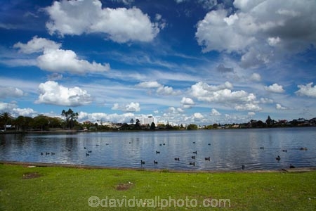 calm;cloud;clouds;duck;ducks;Hamilton-Hospital;Hamilton-Lake;Hamilton-Lake-Domain;hospiitals;hospital;lake;Lake-Hamilton;Lake-Rotoroa;lakes;N.Z.;New-Zealand;North-Is;North-Island;Nth-Is;NZ;placid;quiet;reflected;reflection;reflections;serene;smooth;still;tranquil;Waikato;Waikato-DHB;Waikato-District-Health-Board;Waikato-Hospital;water