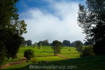agricultural;agriculture;animal;animals;cattle;country;countryside;cow;cows;dairy;dairy-cow;dairy-cows;dairy-farm;dairy-farms;farm;farming;farmland;farms;field;fields;Herbivore;Herbivores;Herbivorous;Livestock;mammal;mammals;meadow;meadows;N.Z.;New-Zealand;North-Is;North-Island;Nth-Is;NZ;paddock;paddocks;pasture;pastures;rural;stock;Waikato;Waikato-Region