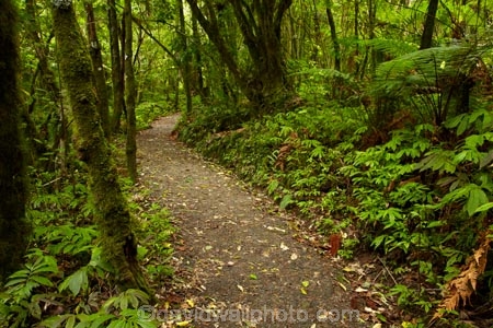 bush;green-lush;N.Z.;native-bush;native-forest;New-Zealand;North-Is;North-Island;Nth-Is;NZ;track;tracks;verdant;Waikato;Waikato-Region;Waitomo-District;walking-track;walking-tracks