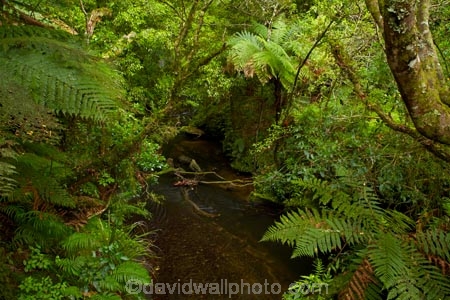 brook;brooks;bush;creek;creeks;fern;ferns;green;green-lush;lush;Mangapohue-Natural-Bridge;Mangapohue-Stream;N.Z.;native-bush;native-forest;New-Zealand;North-Is;North-Island;Nth-Is;NZ;stream;streams;verdant;Waikato;Waikato-Region;Waitomo-District