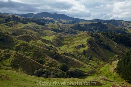 agricultural;agriculture;country;countryside;farm;farming;farmland;farms;field;fields;meadow;meadows;N.Z.;New-Zealand;North-Is;North-Island;Nth-Is;NZ;paddock;paddocks;pasture;pastures;rural;steep;Waikato;Waikato-Region;Waitomo-District