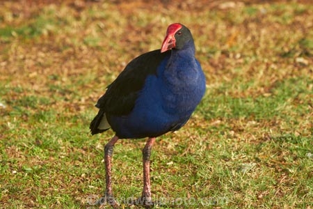 Porphyrio-porphyrio;Animal;animals;avian;bird;bird-spotting;bird-watching;bird_watching;birds;eco-tourism;eco_tourism;ecotourism;Fauna;N.Z.;Natural;Nature;New-Zealand;North-Is;North-Island;Nth-Is;NZ;Ornithology;pukeko;pukekos;purple-swamphen;Waikato;wild;wildlife